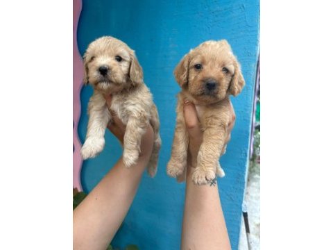 1 aylık maltipoo yavrularımız
