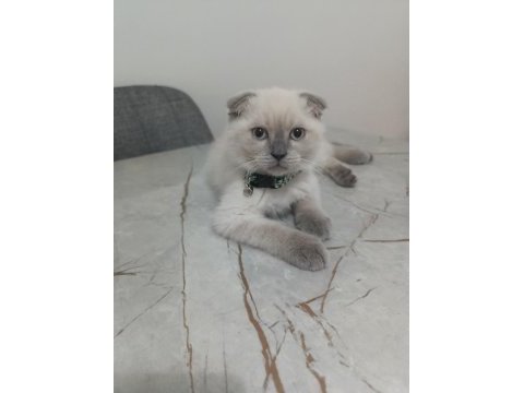 Güzel scottish fold bebeklerimiz sahiplenilmeye hazır