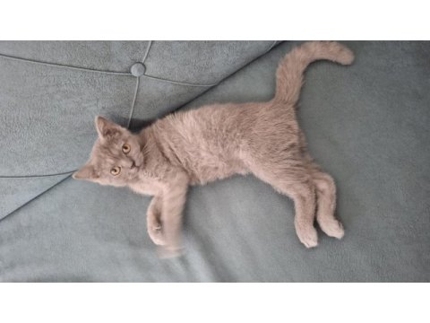 3 aylık british shorthair