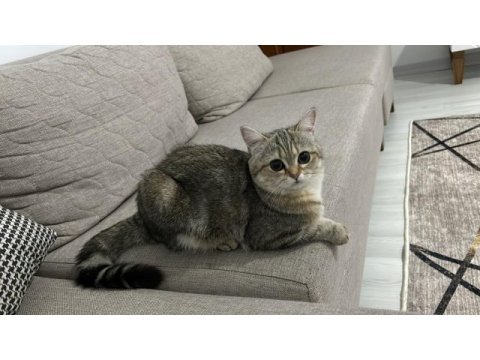 Kedimiz pofimizi sahiplendiriyoruz