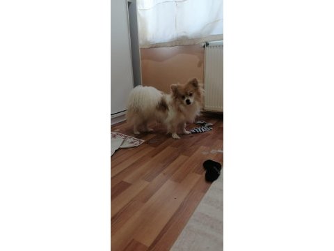 1 yaşında spitz