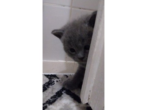 1 aylık sütten kesilince teslim british shorthair
