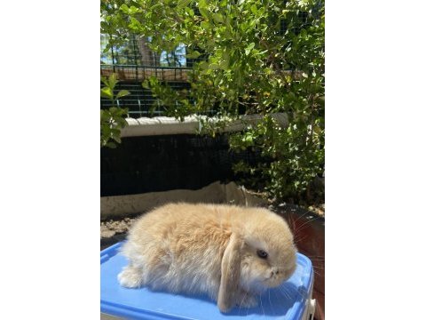 Orjınal cüce ve mini lop tavşanlar