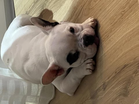 French bulldog yavru