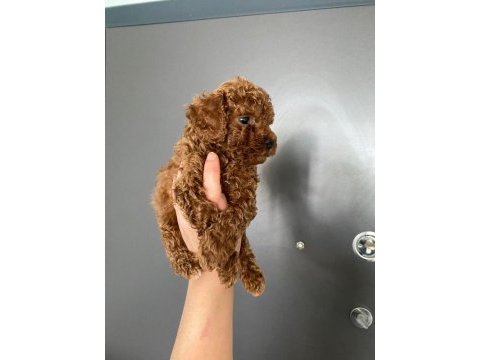 Red brown poodle yavrularım ev üretimi