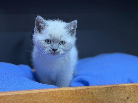 A kalite teslime hazır british shorthair yavrularımız