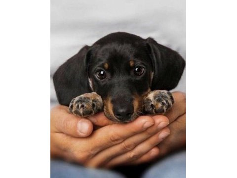 A kalite dachshund yavrular