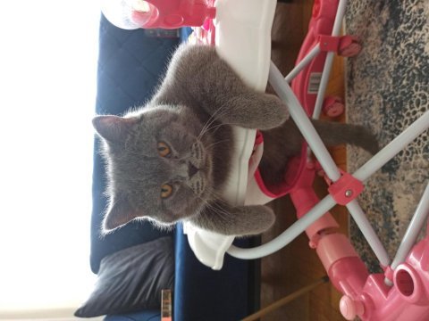 11 aylık erkek british shorthair sahiplendirme