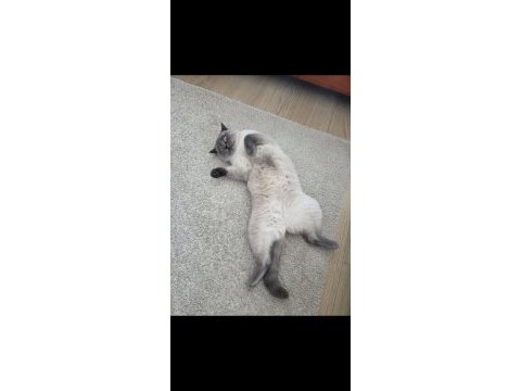 British shorthair bluepoint kedimiz