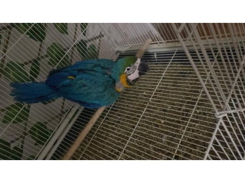 Denizlinin en uygun papağan çeşitleri bizde s&m