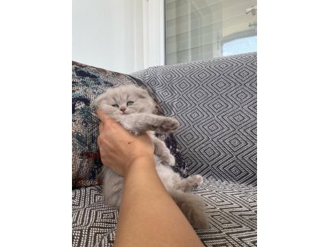 Adana lilac dişi british shorthair