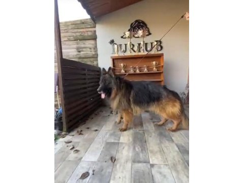 Ruhsatlı çiftlikten a kalite alman çoban köpeği