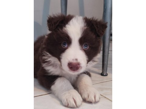 Şecereli anne babadan kahverengi beyaz border collie yavru