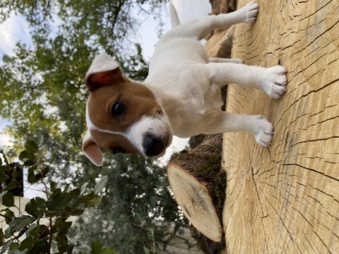 Çift maskeli safkan jack russell