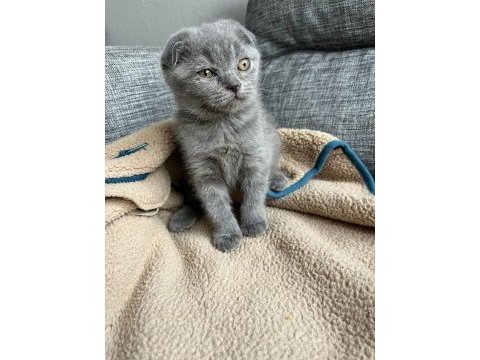Efsane yavru safkan british shorthair bebekler