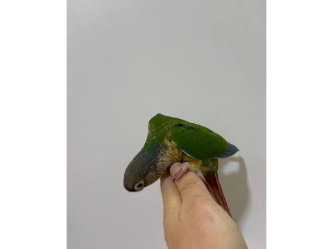 Konur gökkuşağı el besleme yavularımız