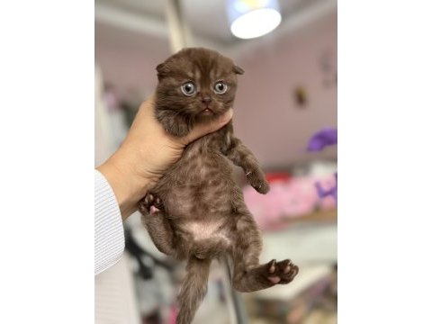 Çikolata british shorthair yavru