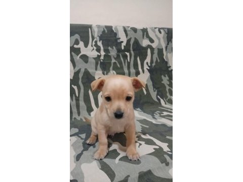 Minyatür pinscher yavrularımız sahiplendirilecek