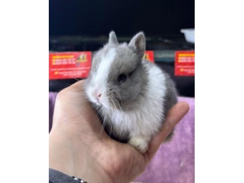 Cüce netherland dwarf tavşan yavrularımız