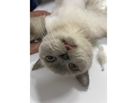 British blue point british shorthair kızıma damat arıyoruz