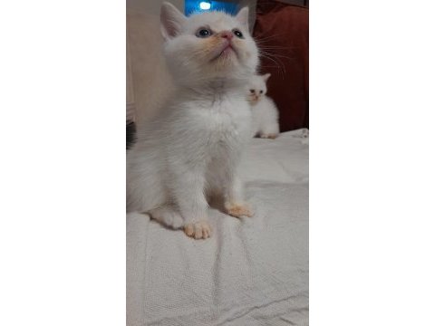 Minik kedimiz pudingi mi kim ister