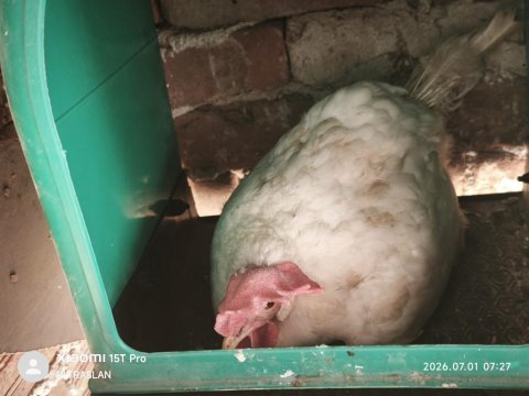 Satılık 1 horoz 9 köy tavuğu 6 kel tavuk 5 yarka