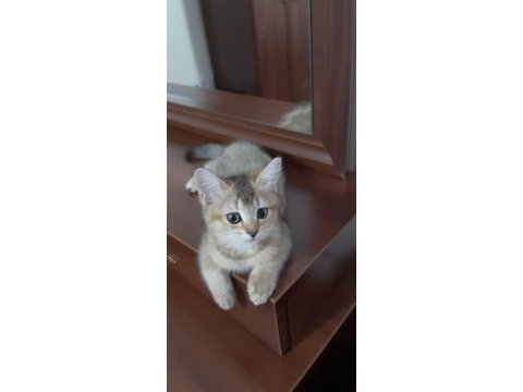 Black golden british shorthair tatlılık