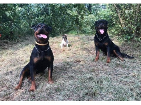 40 günlük koca kafa rottweiler yavrular