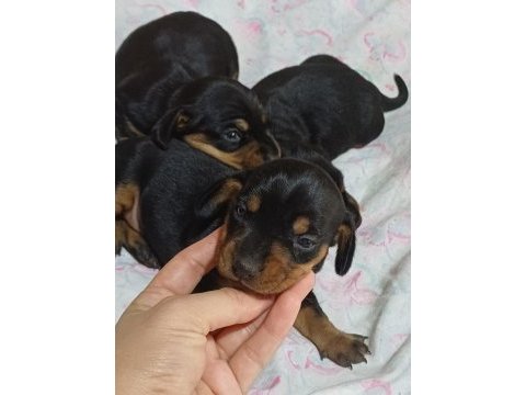 Dachshund sosis yavru