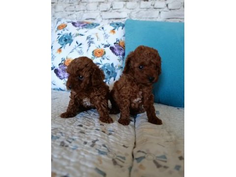 Toy poodle yavrularımız