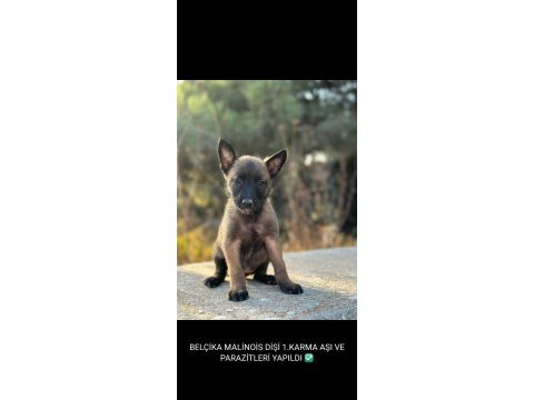 Pirana yavruları belçika kurdu