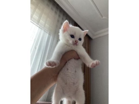 Beyaz british shorthair