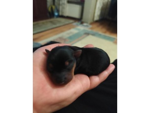 Muhteşem minyatür pinscher yavruları