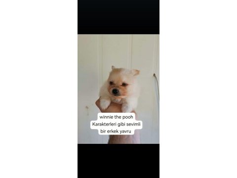Pomeranian yavru