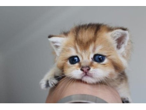British shorthair kedisi
