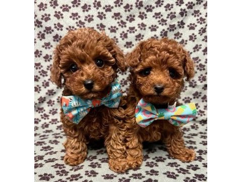 A kalite toy poodle bebekler 