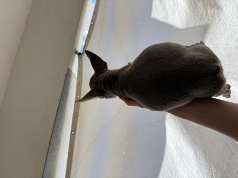 Mükemmel anatomi french bulldog