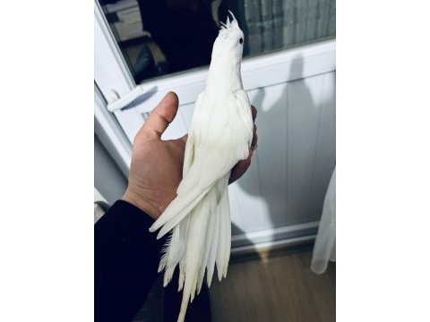 Heavy cf erkekler eşe hazır yaşında kuşlar