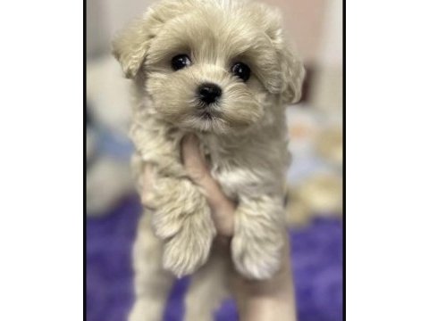 Maltipoo safkan köpeği