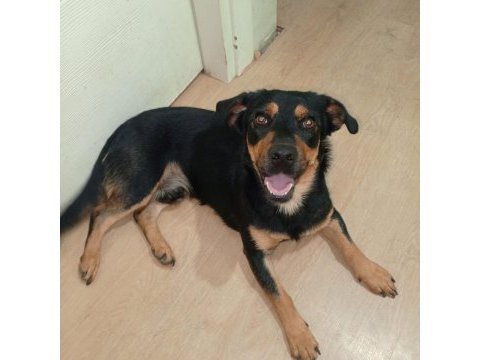 Rottweiler kırma ücretsiz