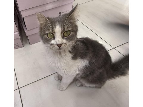 Uslu sevecen ev kedisi sokağa atılmış