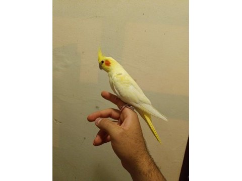 45 50 günlük ele alışkın full evcil lutino sultan bebekler