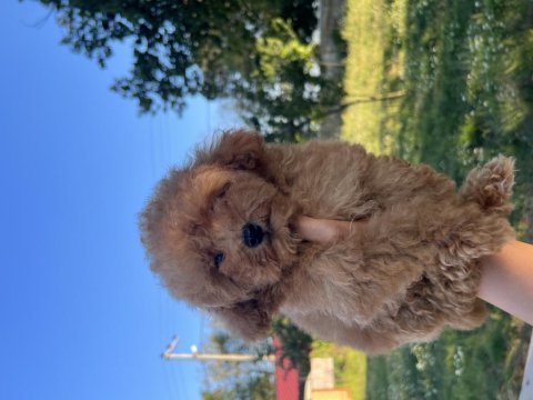 Orjinal minyatür toy poodle yavrular 