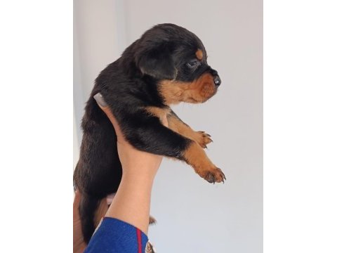 A kalite rottweiler yavrularım
