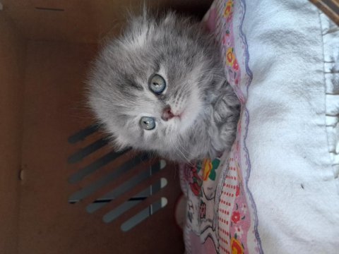 Dişi safkan scottish fold