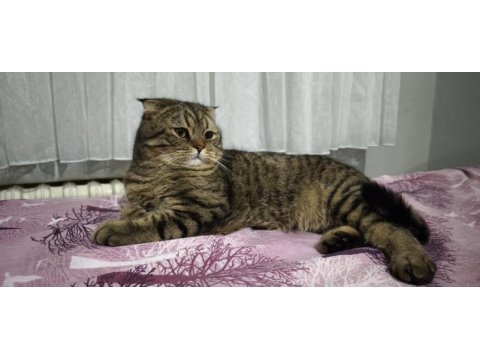 Ücretsiz sahiplendirme scottish fold kedimiz