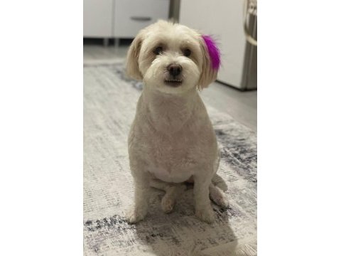 Terrier dişi kısır köpeğimiz