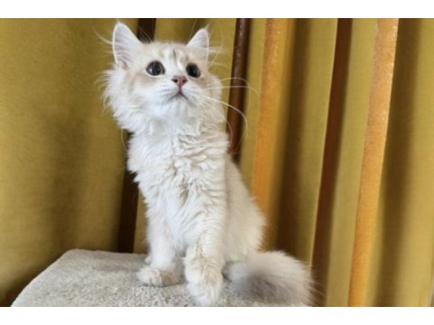 British longhair kedimiz paşa