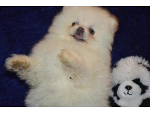 Pomeranian boo kızımız