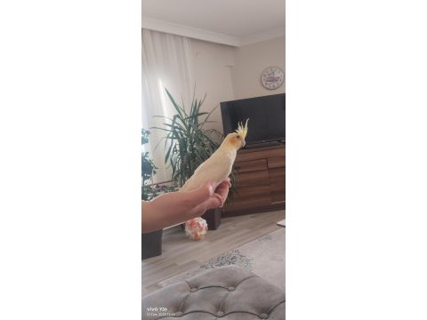 1 aylık sultan papağanı yavrular